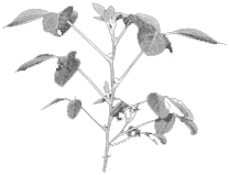 soya plant