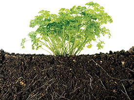 The Down and Dirty: Soil Building Workshop, 8/9/15
