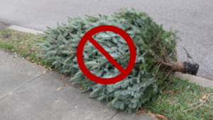 A cut Christmas tree laying horizontal on a street curb. There is a red circle with a slash through it overlaid on the tree. 