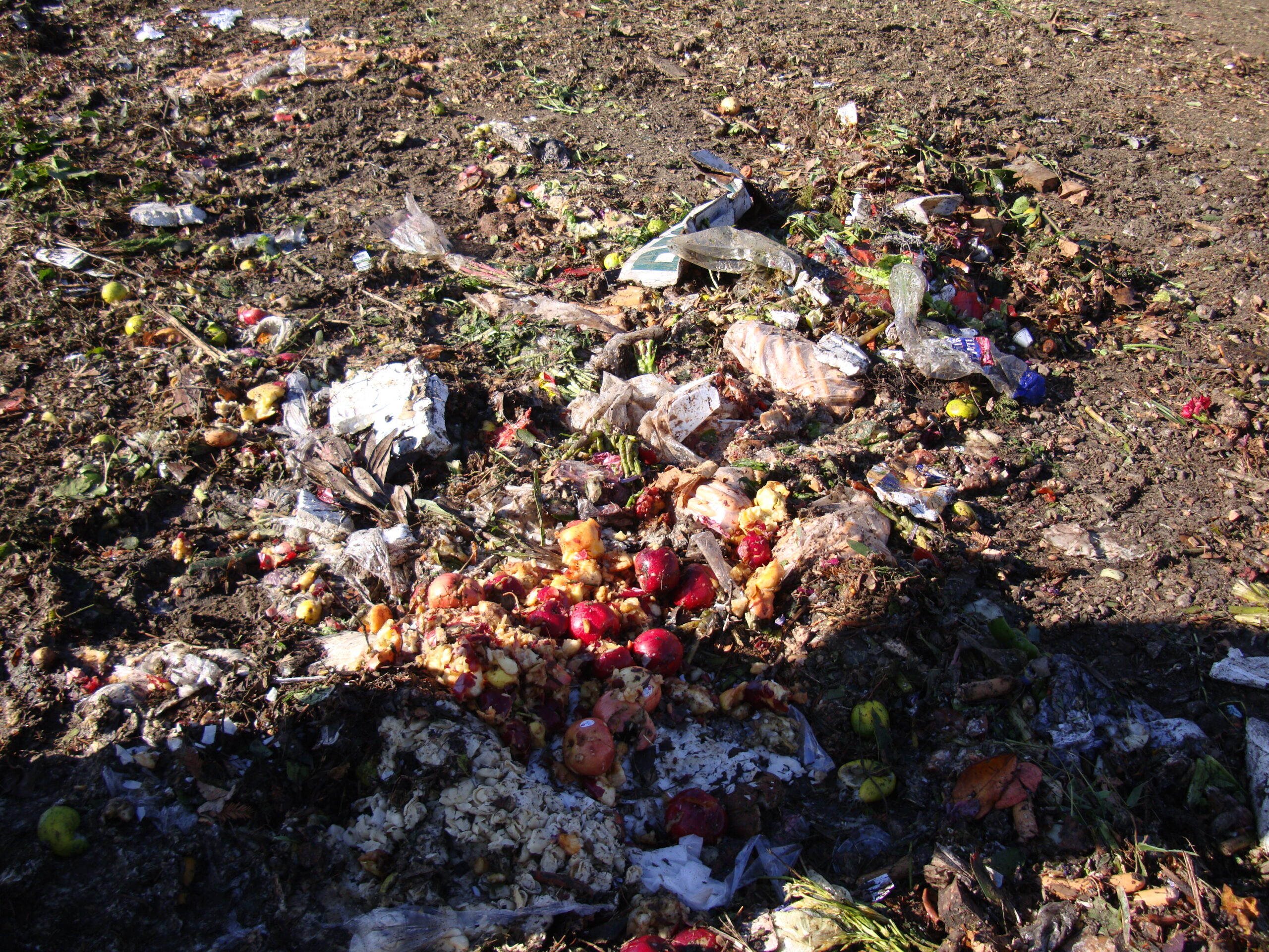 Compost on the Facility Dirt Floor: Image is of food scrapes, wet paper and plastic film bags that contaminate the compost.