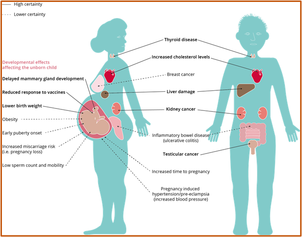 Diagram of two bodies, highlighting impacts of per- and polyfluoroalkyl substances on human health, including: thyroid disease, liver damage, low birth weight.